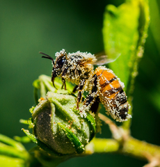 Apis mellifera
