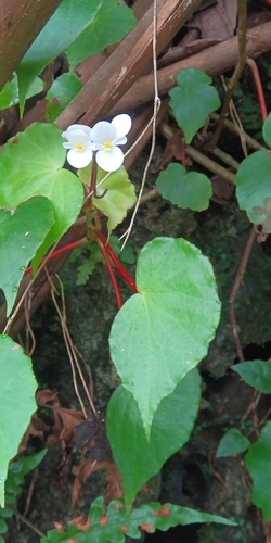 Begonia wrightiana, photograph 1