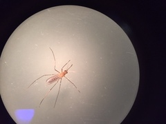 Culex quinquefasciatus