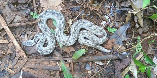 Cuban Dwarf Boa