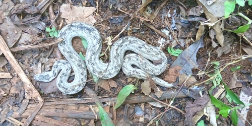 Cuban Dwarf Boa