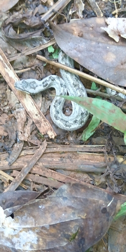 Cuban Dwarf Boa