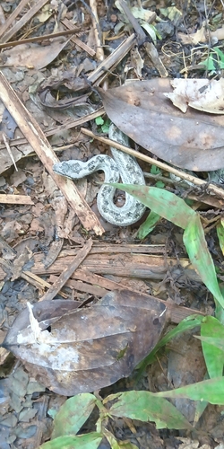 Cuban Dwarf Boa