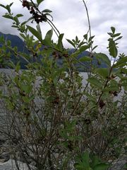 Lonicera involucrata