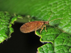 Micromus angulatus