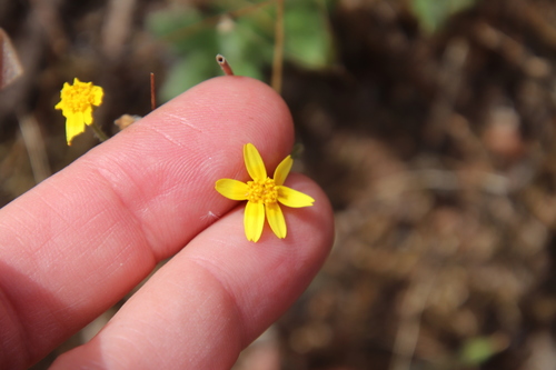 Image of Lasthenia coronaria by (c) Millie Basden, some rights reserved (CC BY)