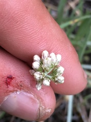 Antennaria stenophylla
