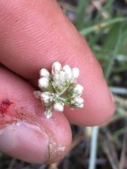 Antennaria stenophylla