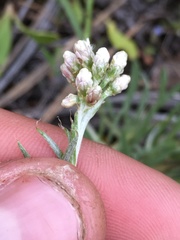 Antennaria stenophylla
