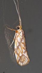 Lactura panopsia