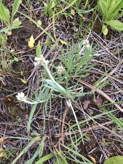 Antennaria stenophylla