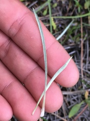 Antennaria stenophylla