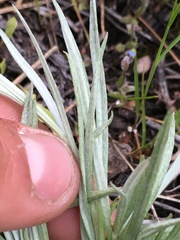 Antennaria stenophylla