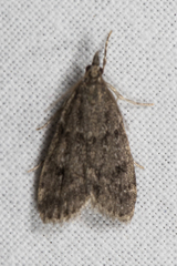 Scoparia penumbralis