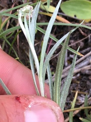 Antennaria stenophylla