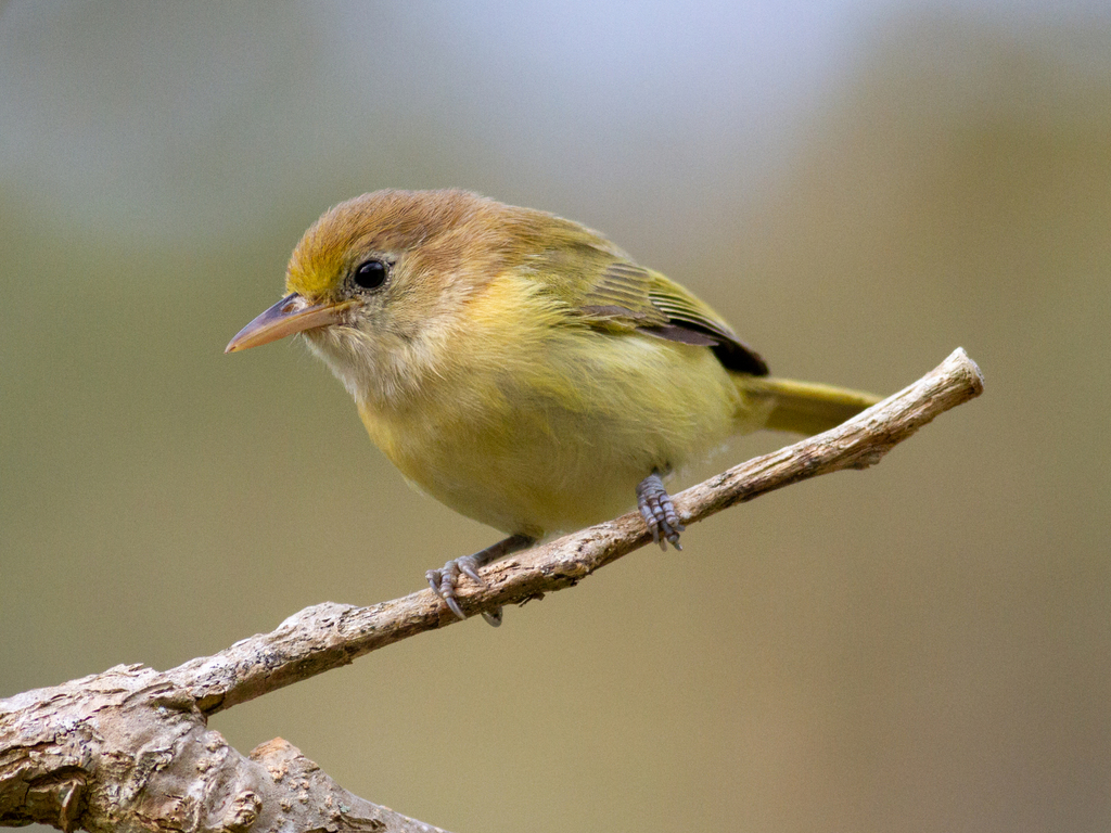 Golden-fronted Greenlet