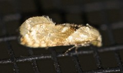 Eupoecilia acrographa