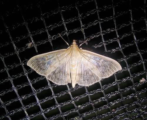 Patania ruralis
