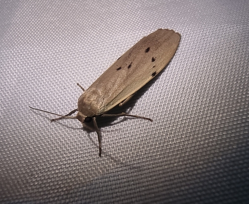 Pelosia muscerda