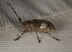 Mesosa nebulosa