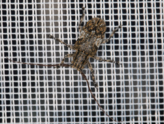 Mesosa nebulosa