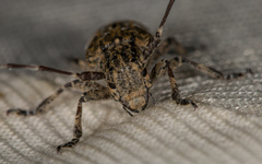 Mesosa nebulosa