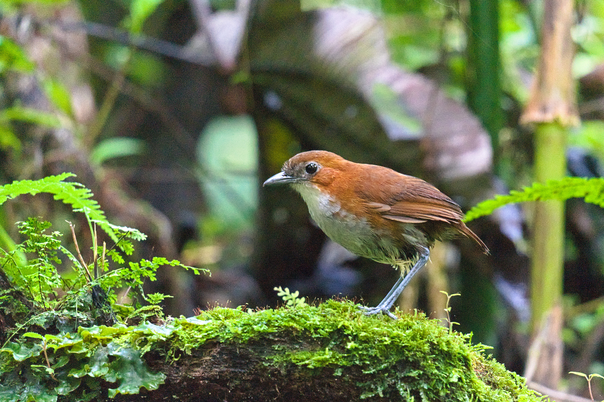 White-bellied Antpitta (Grallaria hypoleuca), photo 4