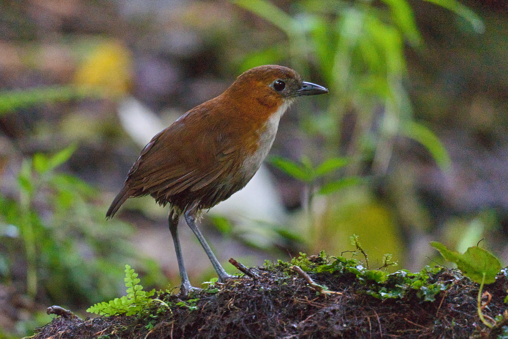 White-bellied Antpitta (Grallaria hypoleuca), photo 5