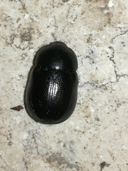 Pentodon bidens punctatus