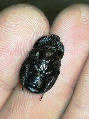 Pentodon bidens punctatus