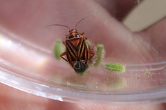 Calocoris barberi
