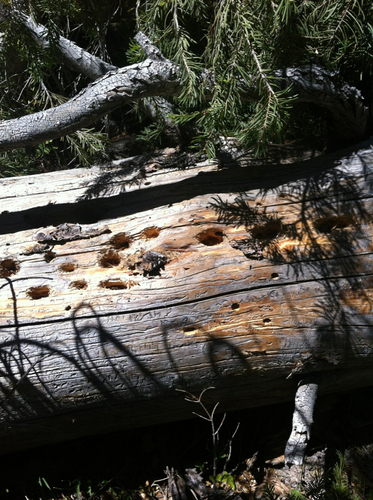 iNaturalist observation photo of Woodpeckers and Allies