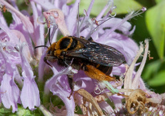 Svastra obliqua obliqua