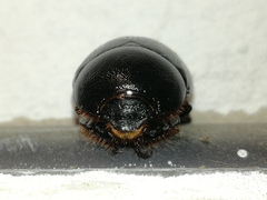 Pentodon bidens punctatus