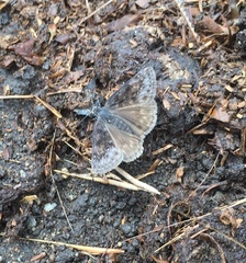 Erynnis afranius