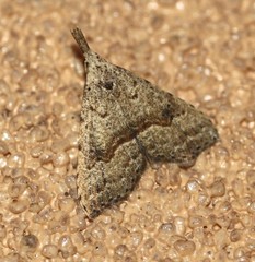 Trigonistis asthenopa