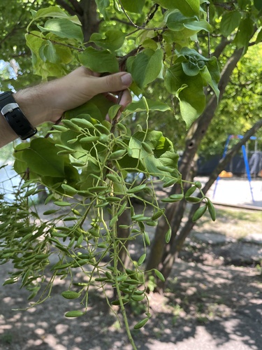 Syringa reticulata iNat (3)