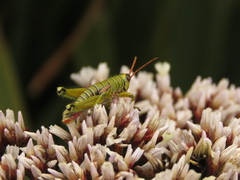 Agesander ruficornis
