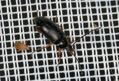 Gonodera luperus