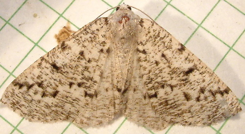 Variable Girdle Moth