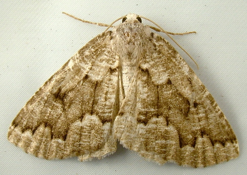 Variable Girdle Moth