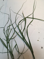 Carex tribuloides tribuloides