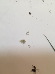 Carex tribuloides tribuloides