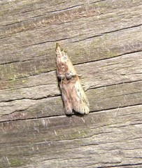 Nephopterix angustella