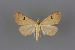 Hemeroplanis historialis