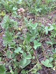 Geum triflorum