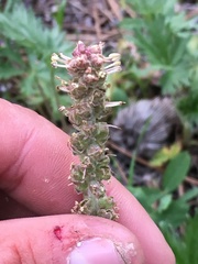Geum triflorum