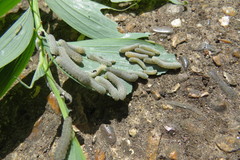 Phymatocera aterrima