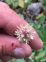 Geum triflorum