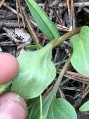 Geum triflorum